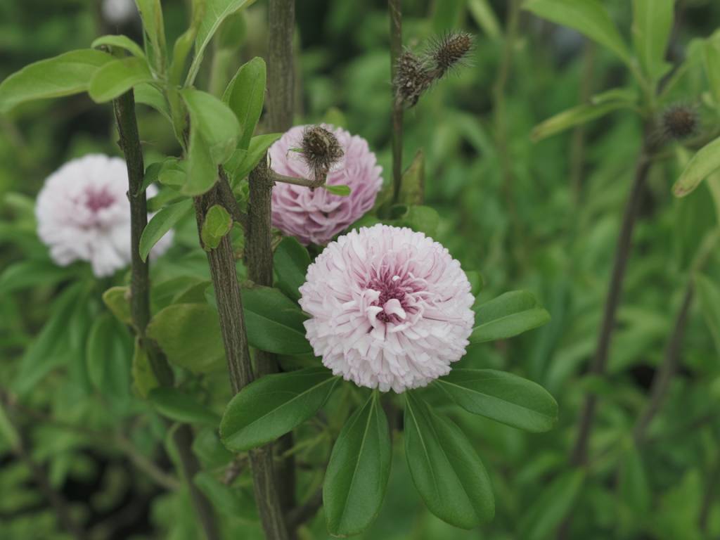 Comment protéger ruches et jardins contre le frelon asiatique de manière durable grâce à des solutions professionnelles adaptées