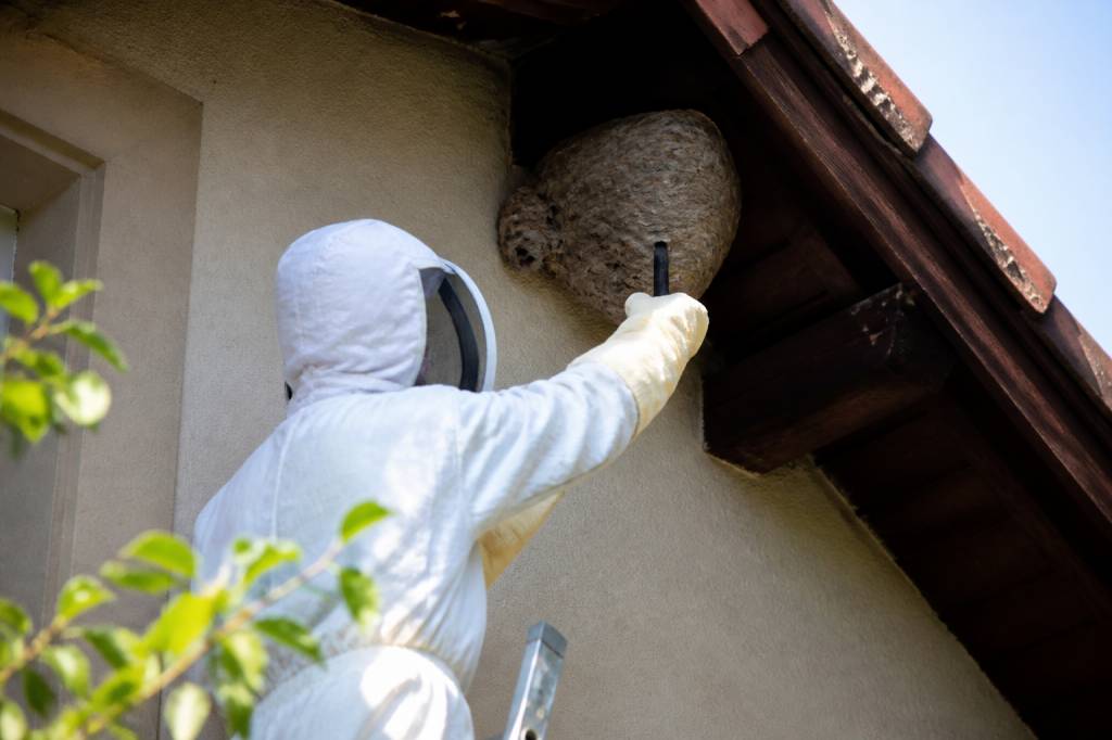 Destruction nid de guepes Oullins : comment sécuriser votre maison