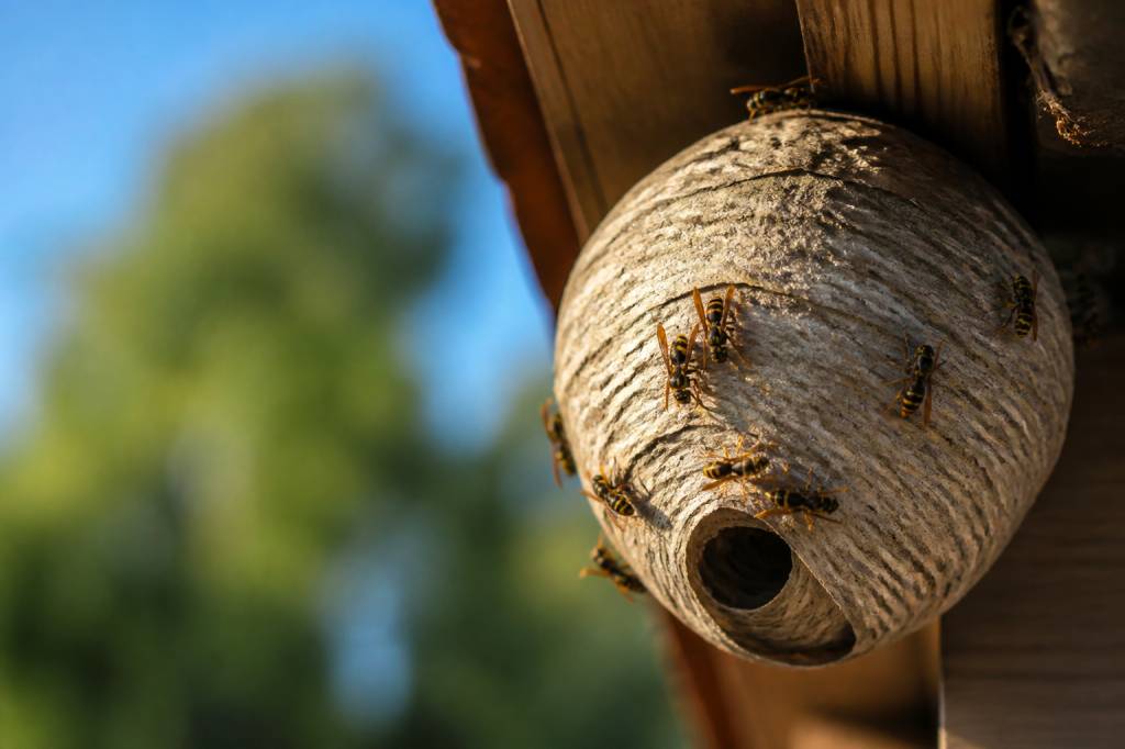 Destruction nid de guepes Vaulx en Velin : que faire en cas de nid de guêpes
