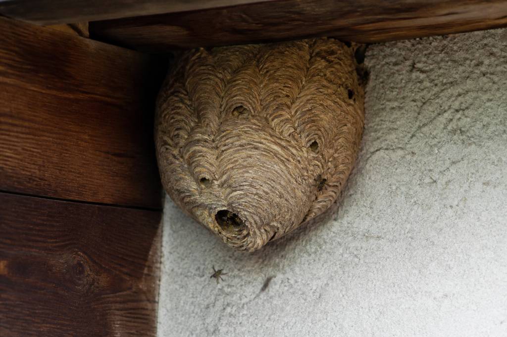 Destruction nid de guepes caluire : solutions contre les guêpes près de votre habitation