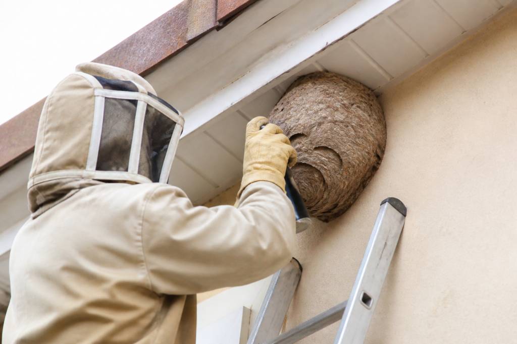 Destruction nid de guepes Villeurbanne : intervention rapide par un spécialiste