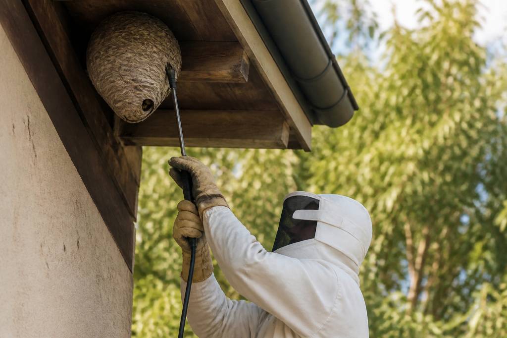 Destruction nid de guepes Francheville : traitement efficace des nids de guêpes