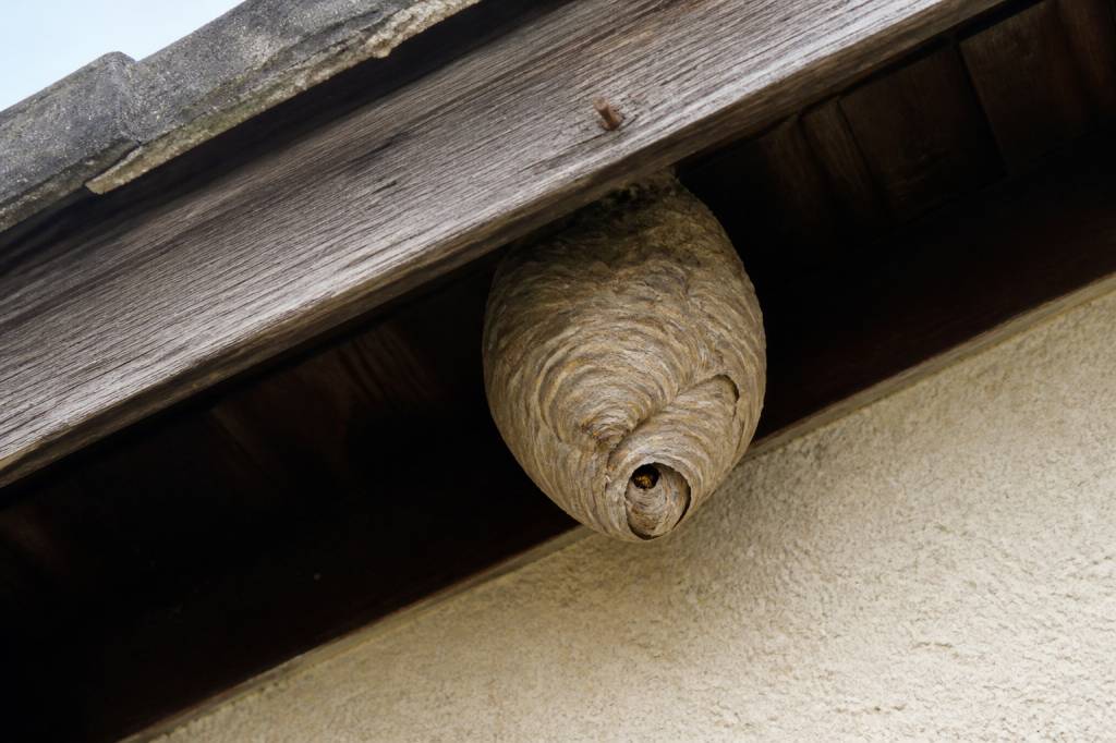 Destruction nid de guepes Brignais : prix et déroulement de l’intervention