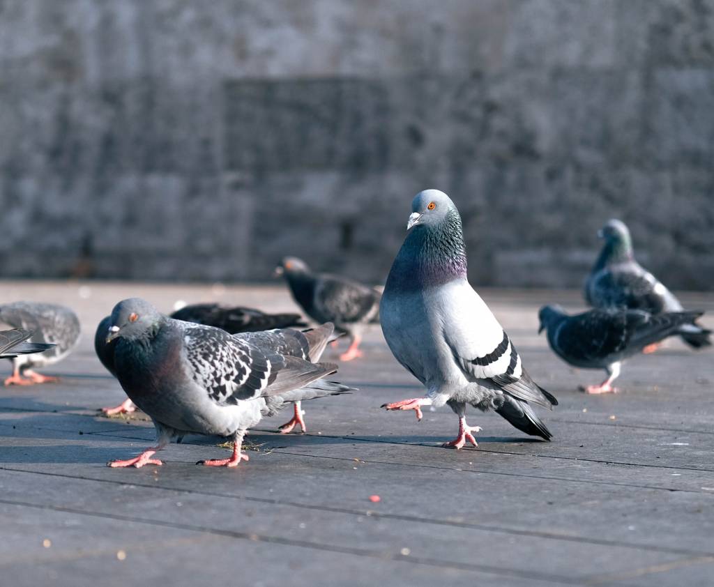 Les méthodes professionnelles de dépigeonnage à paris Les méthodes professionnelles de dépigeonnage à paris